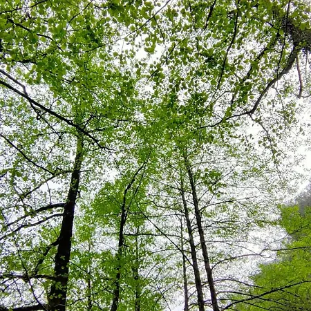 De Madera El Roserar De * Montseny