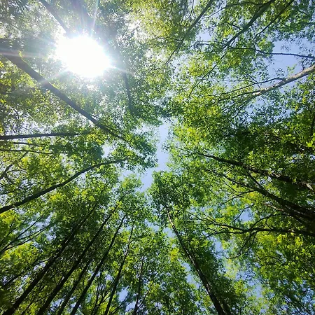 De Madera El Roserar De * Montseny